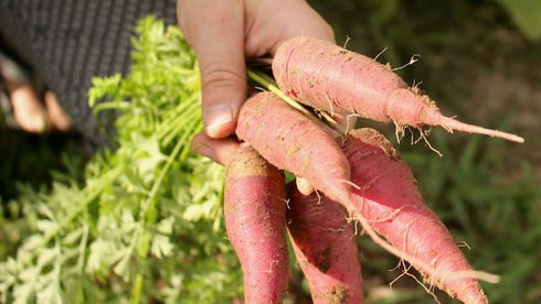 Dragon Carrot